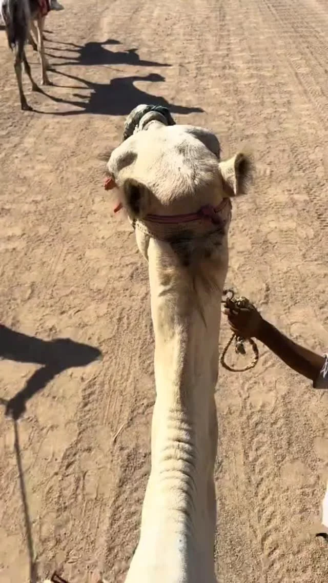 A camel during a desert excursion