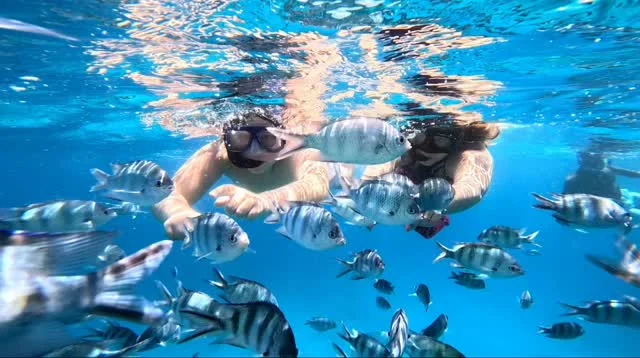 Snorkeling among fish in the Red Sea